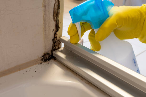 Best DIY Mold Remediation Support Services in Glen Carbon, IL