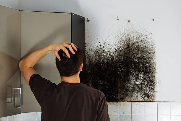 Best Attic Mold Remediation in Glen Carbon, IL