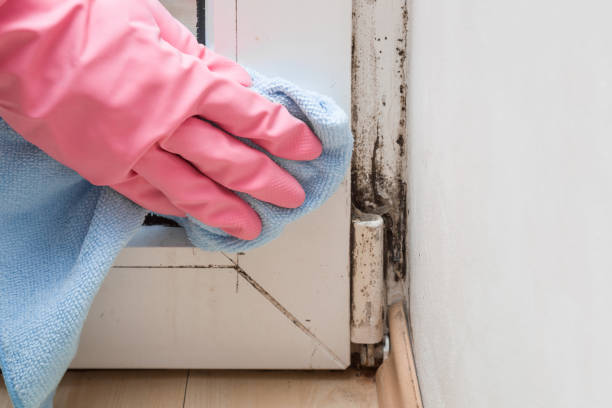 Best Residential Mold Remediation in Glen Carbon, IL